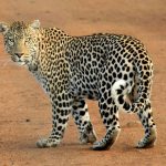 Guía completa para organizar tu safari en Tanzania con agencia local