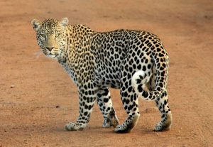Guía completa para organizar tu safari en Tanzania con agencia local